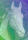 The Majestic Horse